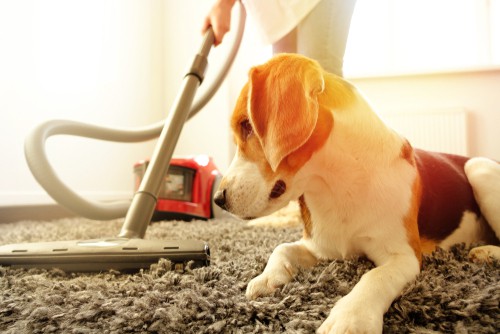 Vacuuming carpet regularly