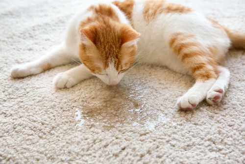  How To Clean And Disinfect Carpets At Home?