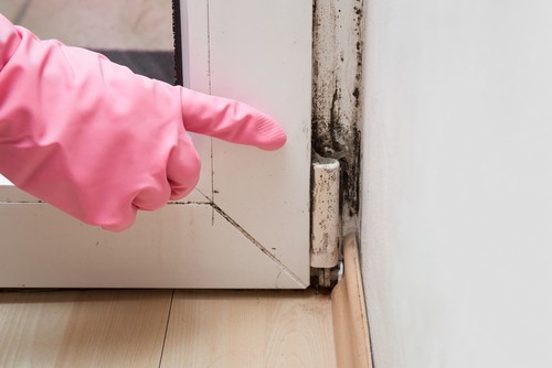 Dealing with Mold