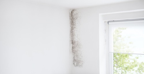 Identifying Mold Signs to Look for in Your Home